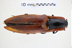 Foto (Dorsalansicht) von Semiotus luteipennis (NHMW-ZOO-COL-0010452)